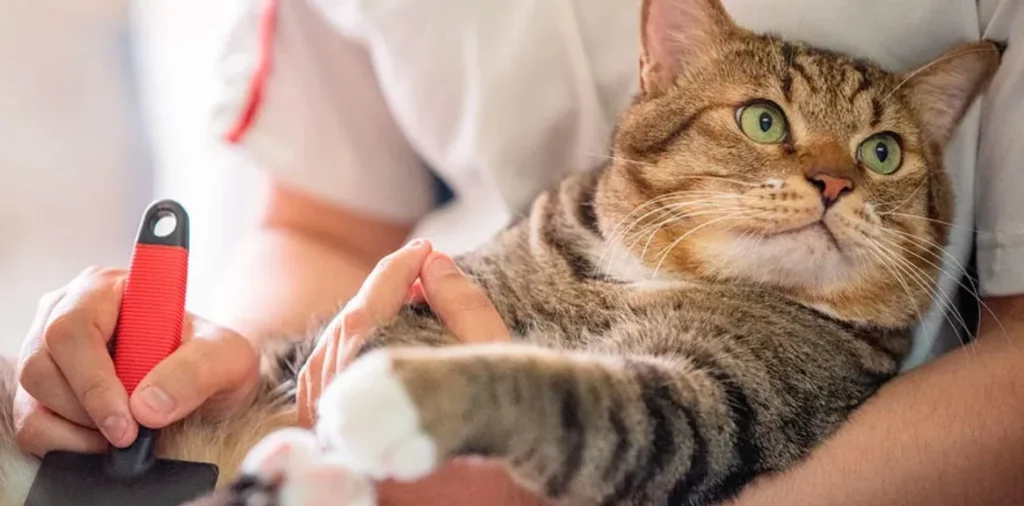El cuidado especializado de los gatos es una oportunidad de negocio rentable y necesaria